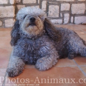 Photo de Caniche moyen