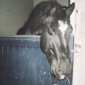 Photo de Cob normand