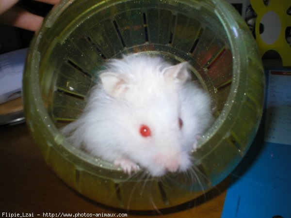 Photo de Hamster