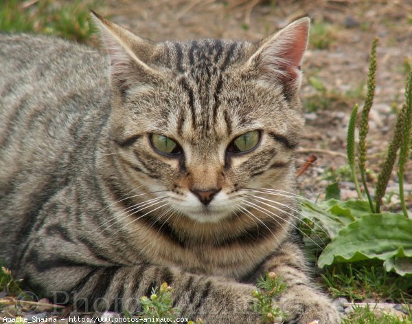 Photo de Chat domestique