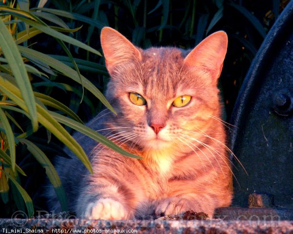 Photo de Chat domestique