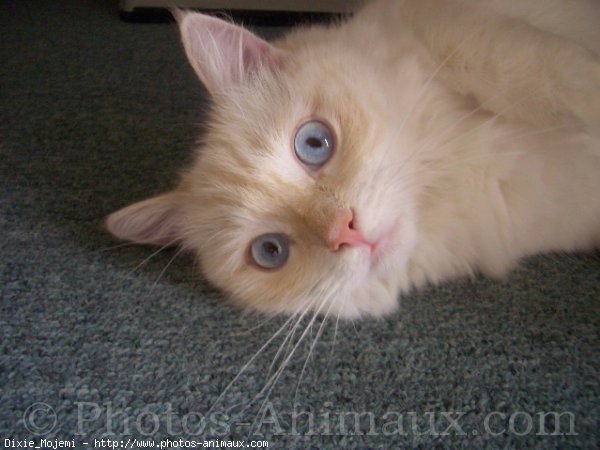 Photo de Ragdoll