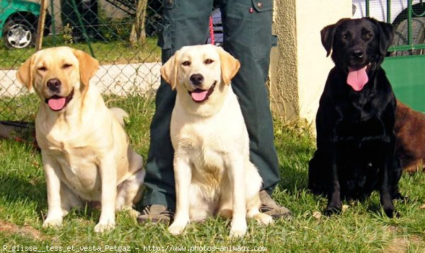 Photo de Labrador retriever