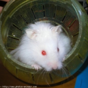 Photo de Hamster