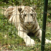 Photo de Tigre