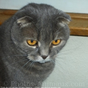 Photo de Scottish fold