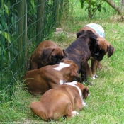 Photo de Boxer