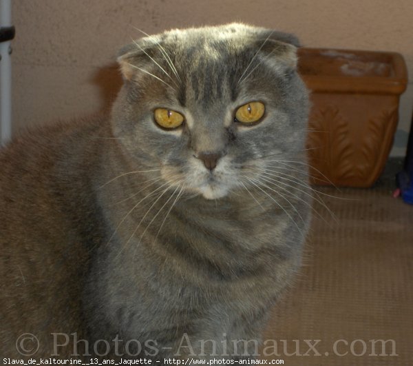 Photo de Scottish fold