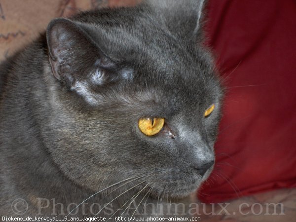 Photo de Chartreux