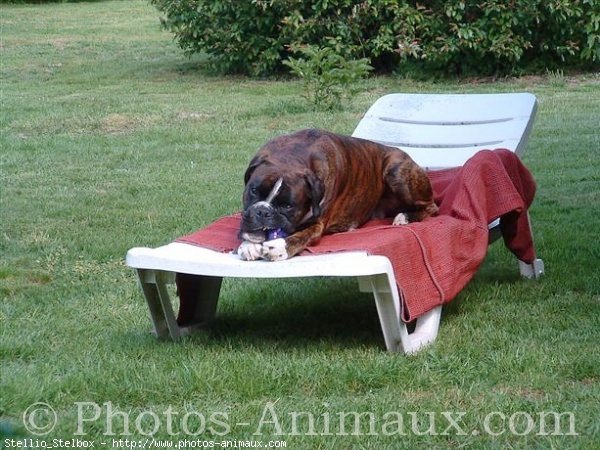 Photo de Boxer