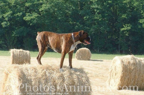 Photo de Boxer