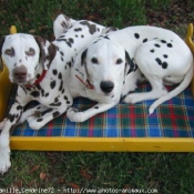 Photo de Dalmatien