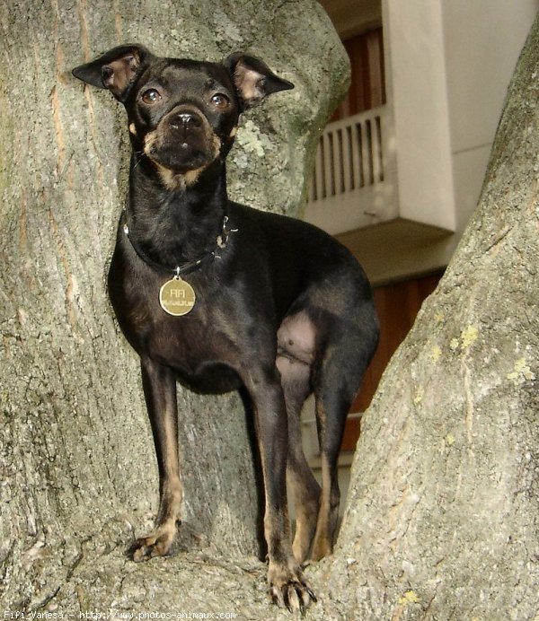 Photo de Pinscher nain