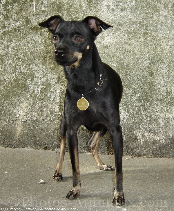 Photo de Pinscher nain