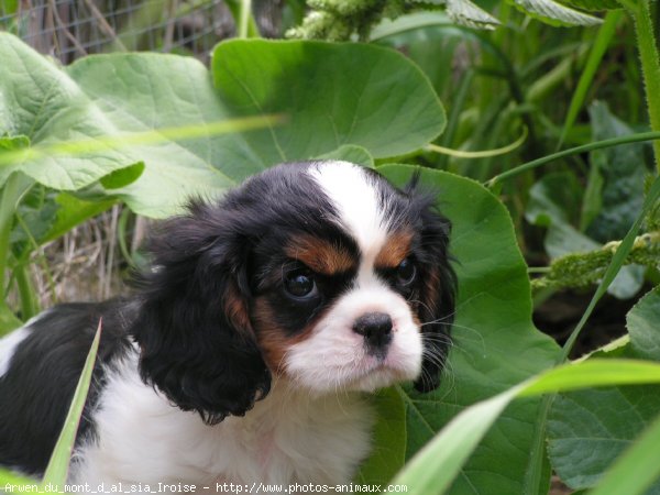 Photo de Cavalier king charles spaniel