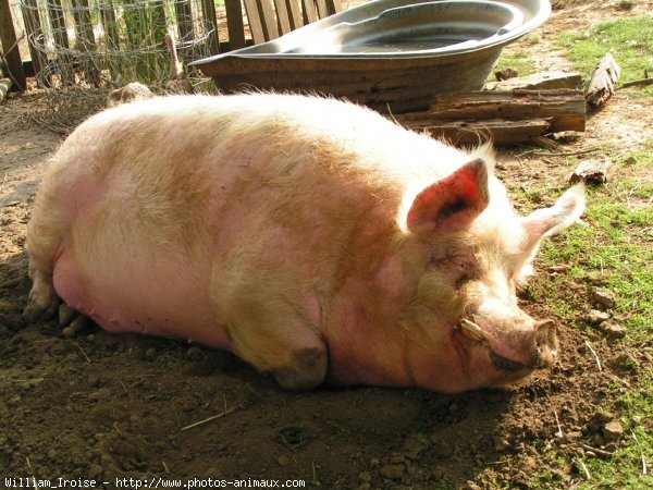 Photo de Cochon