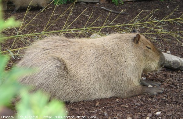 Photo de Cabiai ou capybara