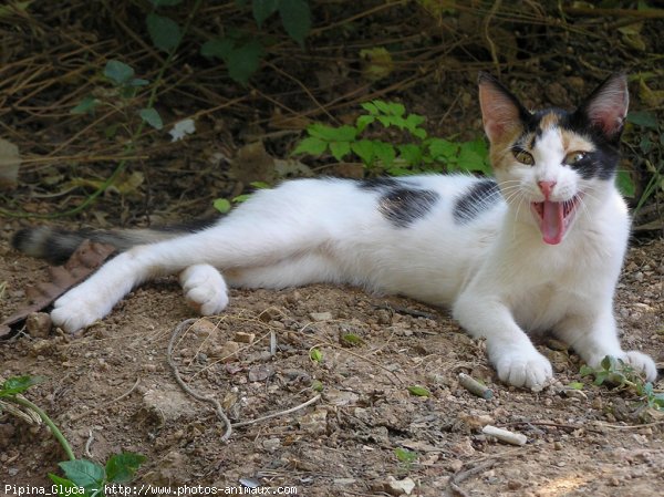 Photo de Chat domestique