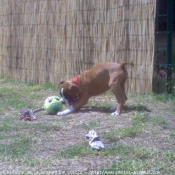 Photo de Boxer