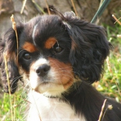 Photo de Cavalier king charles spaniel