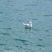 Photo de Mouette