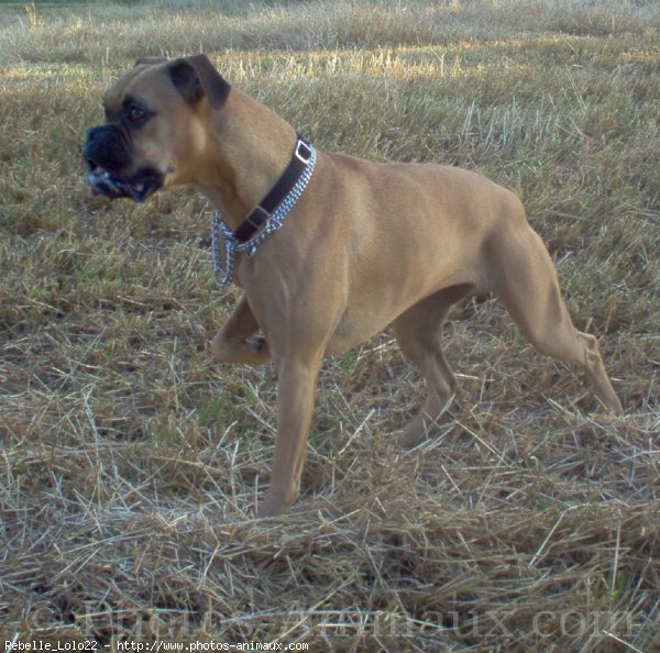 Photo de Boxer