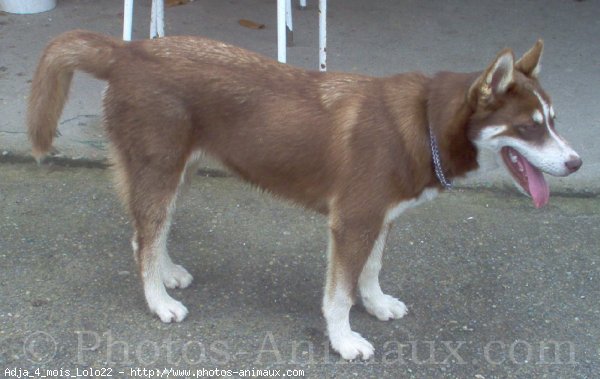 Photo de Husky siberien