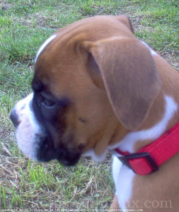 Photo de Boxer