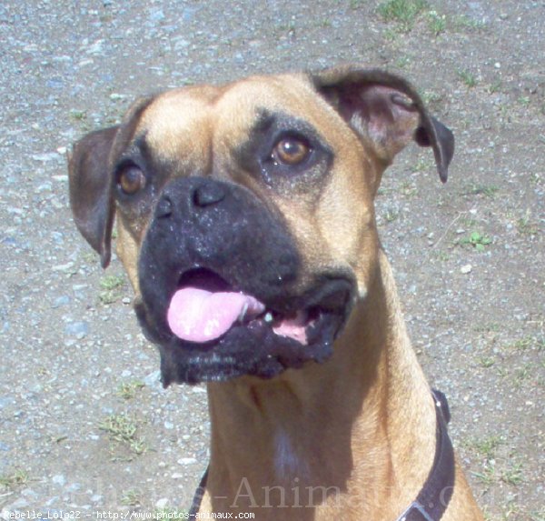 Photo de Boxer