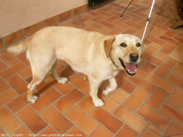 Photo de Labrador retriever