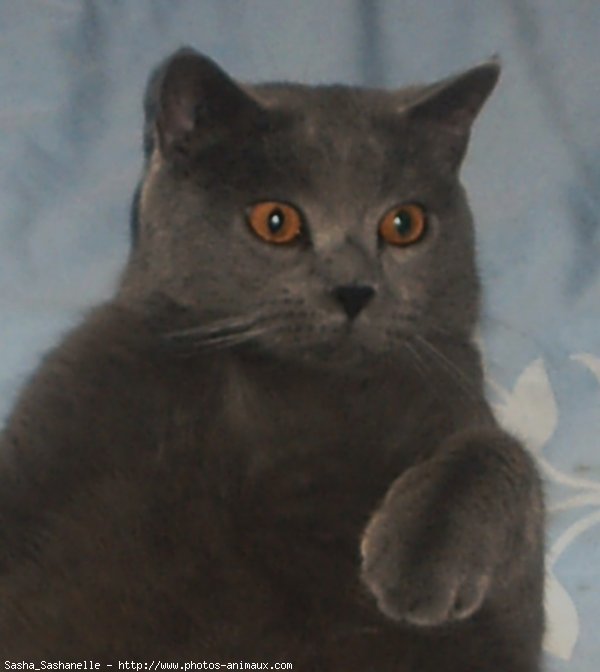 Photo de Chartreux