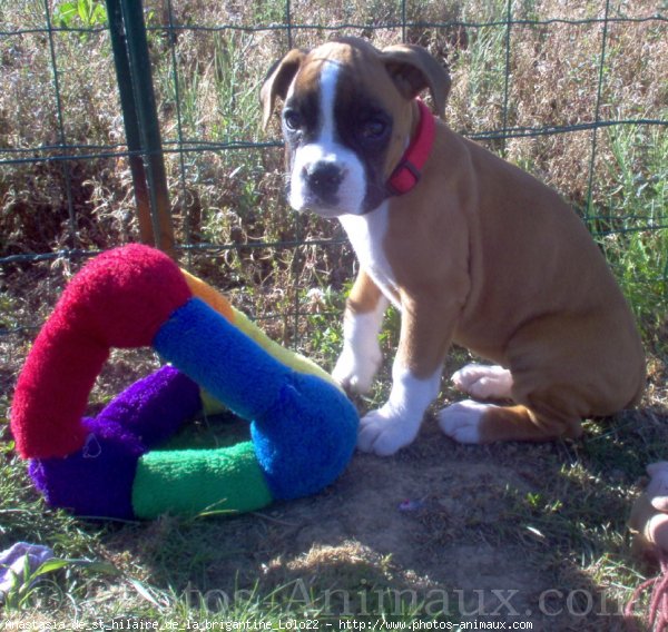 Photo de Boxer