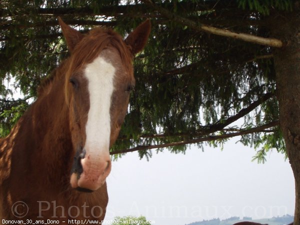 Photo de Races diffrentes