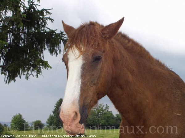 Photo de Races diffrentes