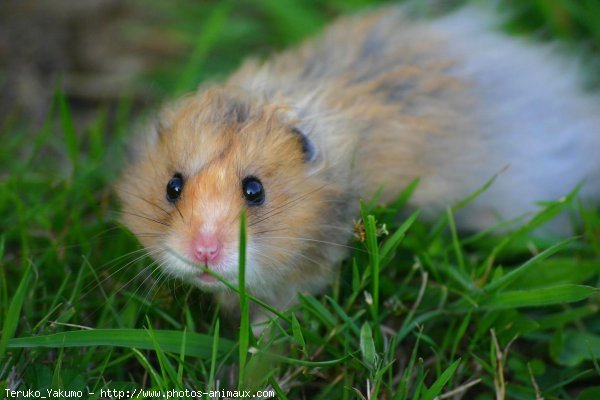 Photo de Hamster