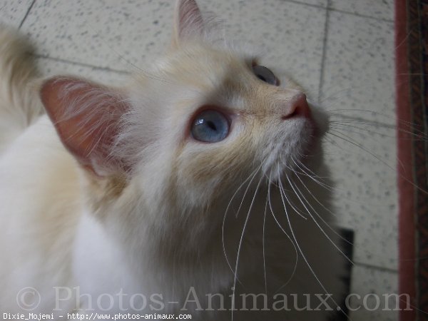 Photo de Ragdoll