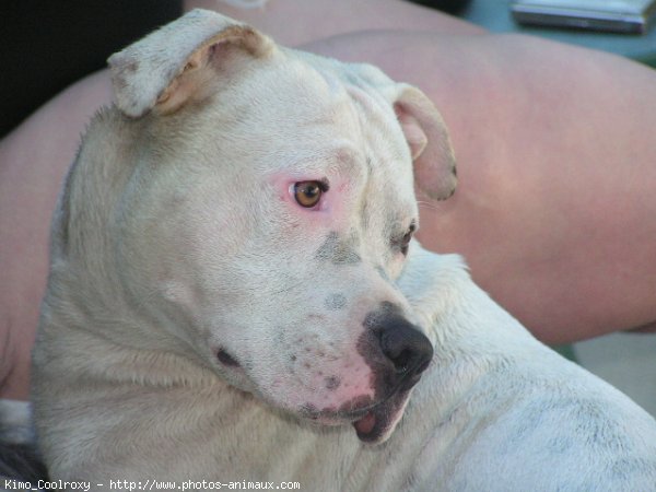 Photo d'American staffordshire terrier