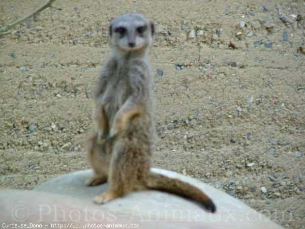 Photo de Suricate