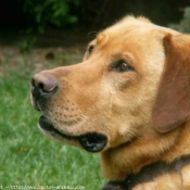 Photo de Labrador retriever