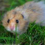 Photo de Hamster