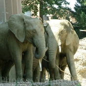 Photo d'Elphant d'afrique