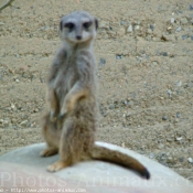 Photo de Suricate