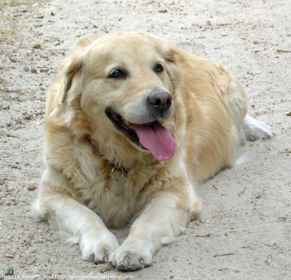 Photo de Golden retriever