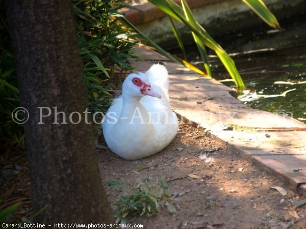 Photo de Canard