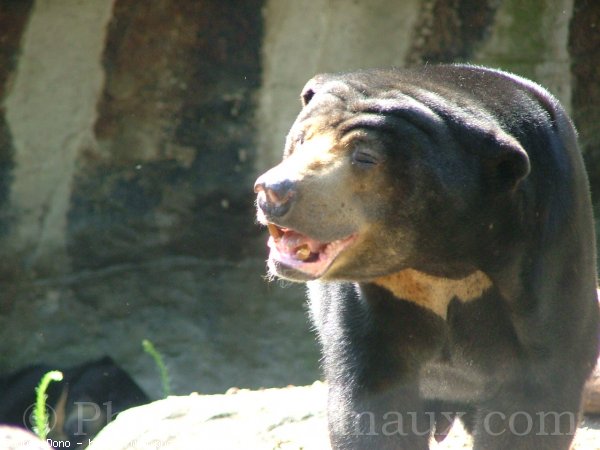 Photo d'Ours