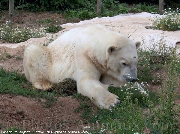 Photo d'Ours