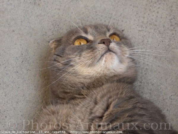 Photo de Scottish fold