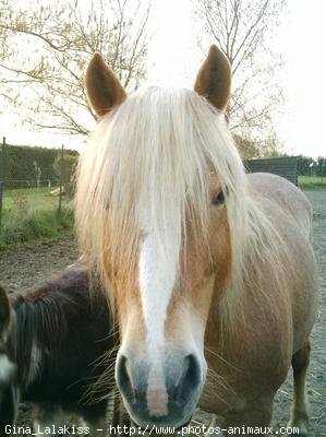 Photo de Haflinger