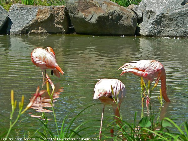 Photo de Flamand rose