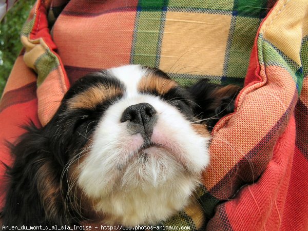 Photo de Cavalier king charles spaniel